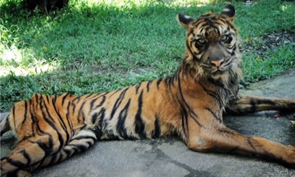 2019년 인도네시아의 한 동물원에서 사육하던 동물들이 학대와 방치로 뼈만 앙상하게 남아있었다. 코로나19 이후 많은 동물원들이 경영난에 시달리며 동물들이 비참한 삶을 살아가고 있다. 사진 출처 : PETA