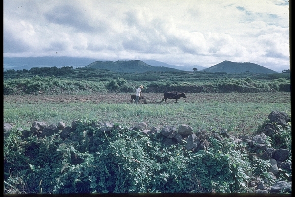 1971년 8월에서 10월 사이 촬영한 제주도 사진. 밭 너머 보이는 오름은 민오름과 남짓은오름. 사진=이토 아비토, 제주학연구센터