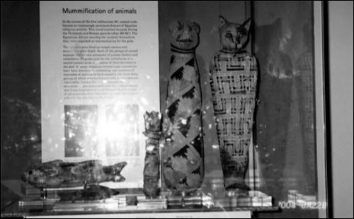 고양이를 미라로 만들어 숭배하고 있는 이집트 유물(영국 대영박물관).