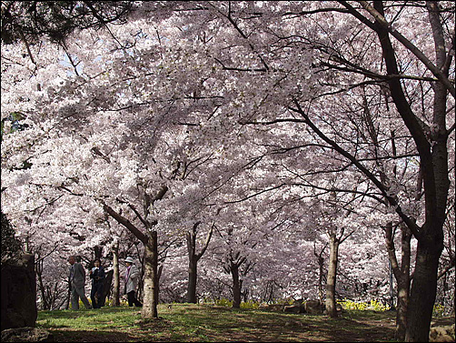 제주시 종합경기장 산책로를 에워싸고 만개한 왕벚꽃 ⓒ제주의소리