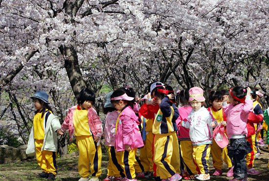 제21회 제주왕벚꽃축제가 오는 6일부터 8일까지 열린다. ⓒ제주의소리DB