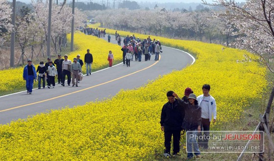 바람에 취한 유채꽃 길 사이를 걷는 '제30회 제주유채꽃잔치' ⓒ제주의소리