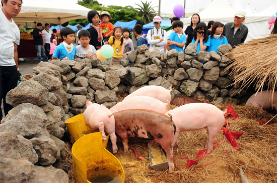 '제주도새기축제'에서 제주의 전통 화장실이자 돼지 사육시설인 '통시'가 재현됐다. ⓒ제주의소리