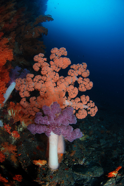 대형수지맨드라미산호. ⓒ김건석