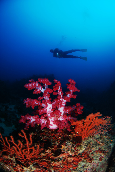 분홍맨드라미 산호와 다이버. ⓒ김건석