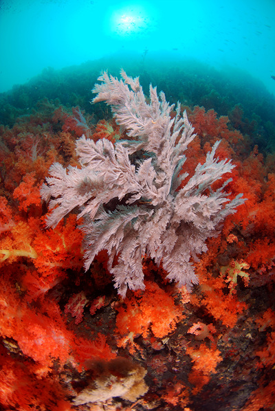 분홍맨드라미 산호와 해송. ⓒ김건석