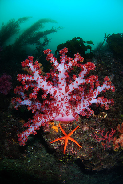 활짝피어 있는 분홍맨드라미 산호와 불가사리. ⓒ김건석