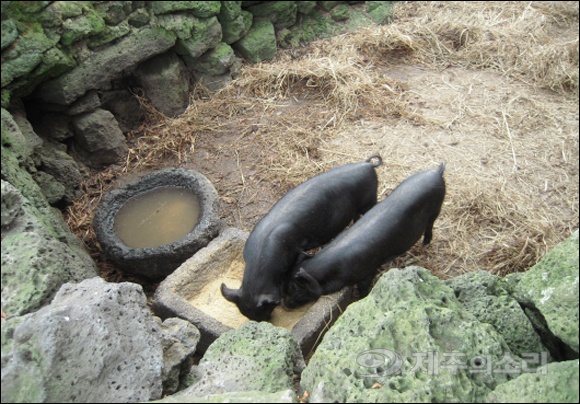통시.jpg 통시.jpg