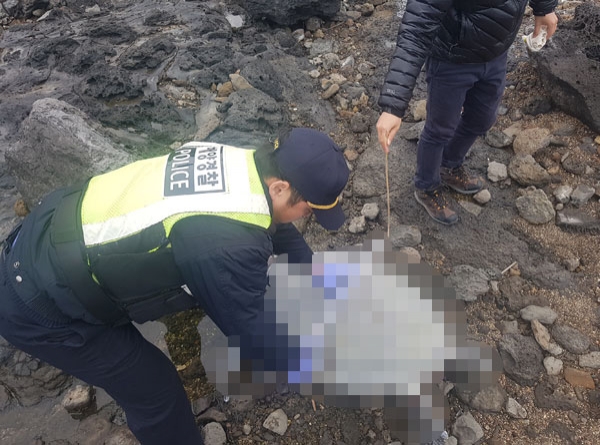 서귀포시 강정포구 인근에서 발견된 푸른바다거북 사체. 사진=서귀포해양경찰서