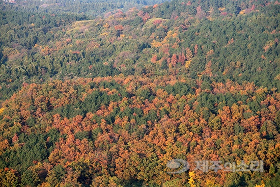2014년 소나무 재선충이 가장 활발했을 당시 소나무 숲이 단풍처럼 붉게 말라죽고 있는 자료 사진