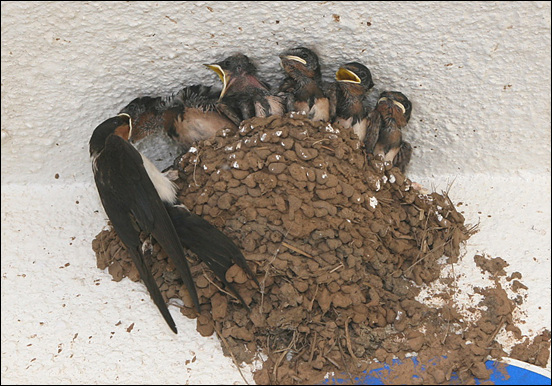 처마 아래 둥지 안에서 어미 제비가 새끼들에게 먹이를 주고 있다. ⓒ제주의소리 자료사진