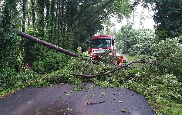 20일 오전 방선문 계곡 인근 도로의 나무가 쓰러져 119 대원들이 안전 조치를 하고 있다. 사진=제주소방서