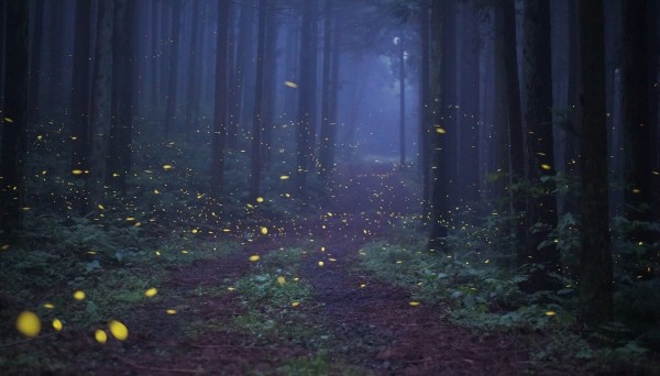 국립산림과학원이 제주산림과학연구시험림 내 '운문산 반딧불이' 서식지 보존에 나섰다.