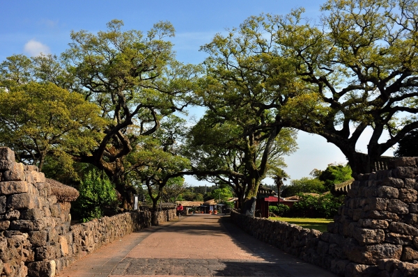 수령 100년이 넘은 성읍리 팽나무와 서귀포시 녹나무