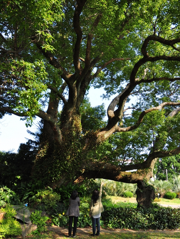 수령 100년이 넘은 성읍리 팽나무와 서귀포시 녹나무