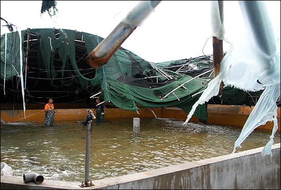 2012년 8월28일 태풍 볼라벤이 제주를 강타하면서 도내 모 양식장의 철제 구조가 뜯겨져 나가 광어가 집단폐사하는 등 막대한 피해가 발생했다. ⓒ제주의소리 자료사진