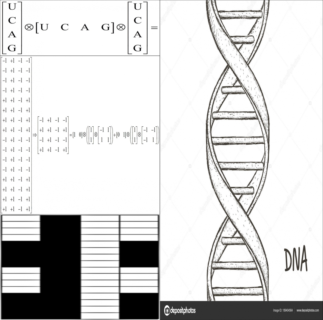 그림 6. 1961년 Nirenberg 유전자 밭담과 1953년 Watson의 마분지로 만든 DNA 밭담. 제공=이문호. ⓒ제주의소리
