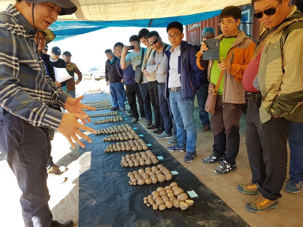 중앙아시아 카자흐스탄 국제품종보호 출원되는 제주품종 '탐나' 감자. 사진=제주도농업기술원