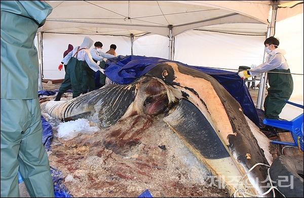 길이 13m, 둘레 5.8m, 무게 약 12톤의 암컷 참고래 사체의 사망원인을 밝히기 위한 부검이 1월3일 제주 한림항에서 진행되고 있다. 대형고래에 대한 부검은 이번이 국내 첫 사례다. ⓒ제주의소리 김정호 기자