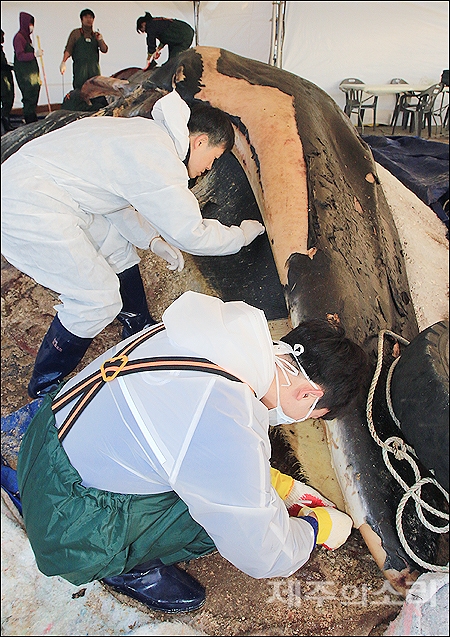 길이 13m, 둘레 5.8m, 무게 약 12톤의 암컷 참고래 사체의 사망원인을 밝히기 위한 부검이 1월3일 제주 한림항에서 진행되고 있다. 대형고래에 대한 부검은 이번이 국내 첫 사례다. ⓒ제주의소리 김정호 기자