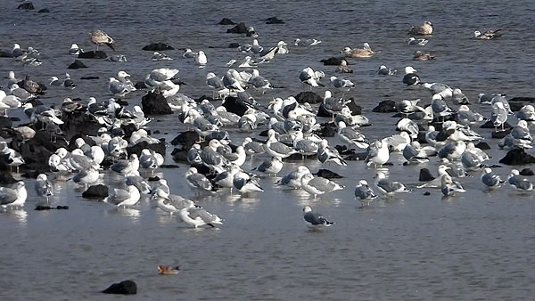 제주 제2공항 예정부지인 성산 연안에서 발견된 저어새. 사진=성산환경을지키는사람들