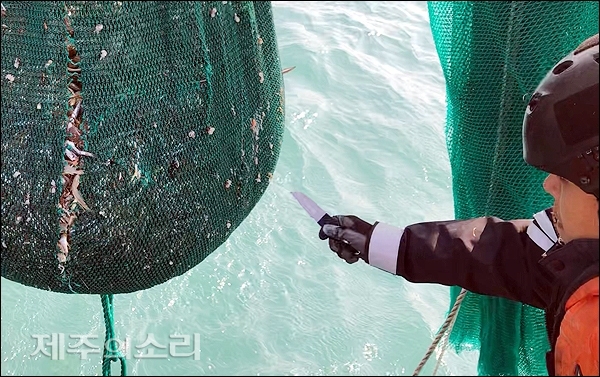 제주지방해양경찰청이 중국 어선이 제주해역에서 불법 포획한 어획물을 바다로 돌려보내고 있다. [사진제공-제주지방해양경찰청]
