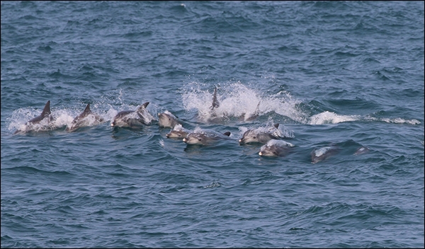서귀포시 대정읍 앞바다에서 제주 남방큰돌고래들이 무리지어 헤엄치는 모습. 제공=핫핑크돌핀스.