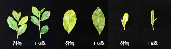 일본산 녹차 '참녹'과 신품종 '진설'(제주6호)