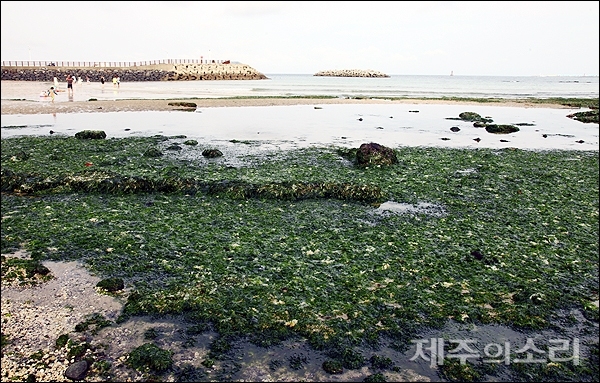 제주시 구좌읍 종달리 해변을 뒤덮은 구멍갈파래. [사진제공-녹색연합]
