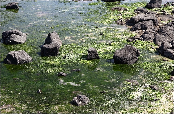 서귀포시 대정읍 동일리 마을포구 해안에 쌓인 구멍갈파래. [사진제공-녹색연합]