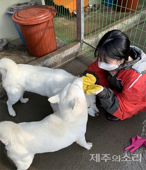 제주시 아라동에 위치한 유기견 쉼터 ‘행복이네’에서 청수 후 강아지들과 놀고있는 김애련 씨. /사진제공=봉투 ⓒ제주의소리