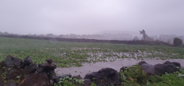 제8호 태풍 바비와 제9호 태풍 마이삭으로 제주 농작물 피해가 눈덩이 처럼 불어나고 있다.