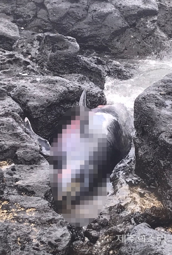 22일 오후 제주시 구좌읍 종달항 인근 바위틈에서 발견된 돌고래 사체 / 사진=독자제공 ⓒ제주의소리