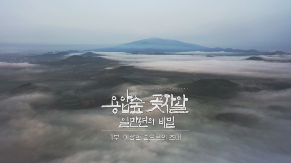 KCTV 제주방송이 8일과 9일 '용암숲, 곶자왈 일만년의 비밀'을 2부작으로 방송한다.