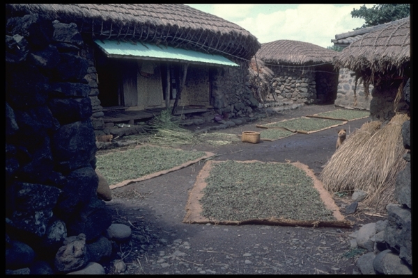 1971년 8월에서 10월 사이 제주시 오라1동에서 촬영한 사진. 마당을 중심으로 안거리 살림집과 밖거리 등 ㄷ형의 전형적인 제주 가옥 구조를 갖추고 있다. 가운데는 콩을 말리고 있다. 사진=이토 아비토, 제주학아카이브.