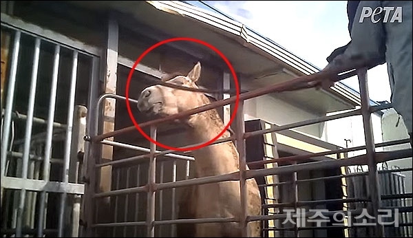 페타 아시아(PETA Asia)&amp;nbsp;유튜브 영상 캡처. ⓒ제주의소리 자료사진