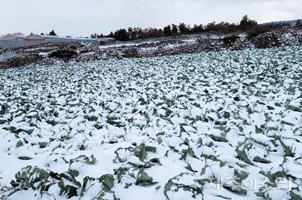 연초 제주 전역을 덮친 폭설로 중산간 지역 밭작물들의 피해가 예상된다. 사진은 애월읍 봉성리의 양배추밭. ⓒ제주의소리
