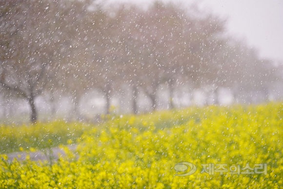 4월 제주 유채꽃 위에 강한 바람을 동반한 싸라기눈이 내리고 있다. ⓒ제주의소리 자료사진