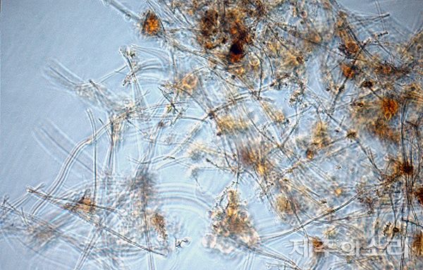 제주도 보건환경연구원이 강정천 기름 의심 막을 분석한 결과 철박테리아로 확인됐다. 갈색 침전물을 현미경으로 400배 확대한 모습. [사진출처-제주도 상하수도본부]