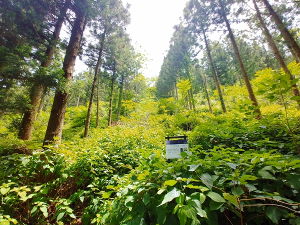 세계자연유산 거문오름 삼나무 간벌지역. 5년만에 누리장나무 등 38종류의 고유식물이 새롭게 이입됐다.