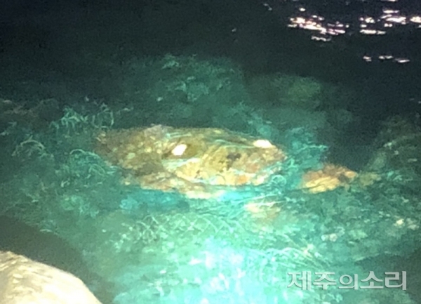 서귀포항 인근에서 폐그물에 걸린 채 발견된 붉은바다거북. ⓒ서귀포해경 제공.