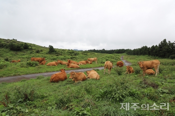 길을 가운데 두고 자유롭게 쉬고 있는 금당목장 소들. ⓒ제주의소리