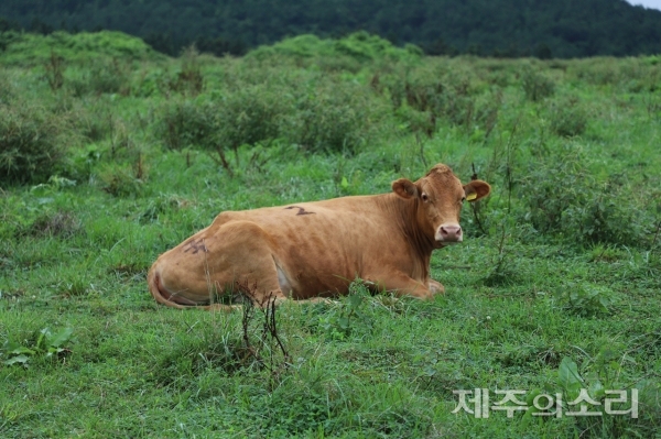 금당목장에서 방목한 소들은 저마다 이곳저곳을 다니며 자유롭게 쉬고 있다. ⓒ제주의소리