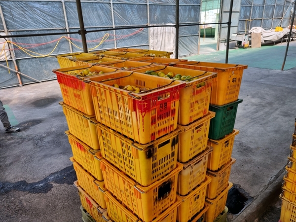 18일 서귀포시 토평동에 위치한 감귤 선과장에서 화학 약품을 활용한 것으로 보이는 강제 착색 감귤 1.2톤이 당국에 적발됐다. 사진=서귀포시.