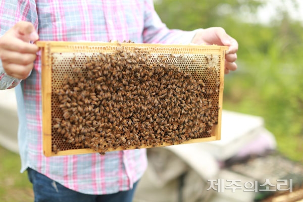 올해 제주도내 양봉농가들의 꿀 생산량이 현저히 줄고 있지만 구체적 원인 파악과 대책 마련이 이뤄지지 않고 있다. ⓒ제주의소리