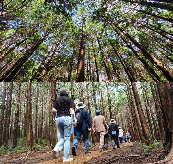 남원한남마을공동목장 중 일부 부지는 2012년부터 조성된 머체왓숲길로 운영 중이다. 편백나무가 울창하게 자란 숲길을 걷고 제주 특유의 목축경관을 만나볼 수 있다. ⓒ제주의소리