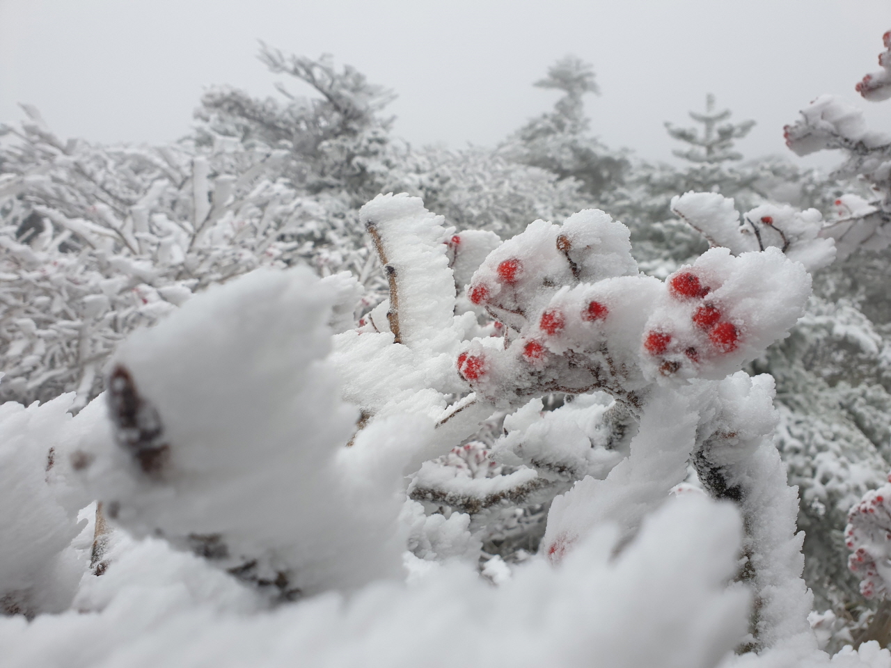 10일 오전 눈이 쌓인 한라산 탐방로 모습. /사진 제공=강영근