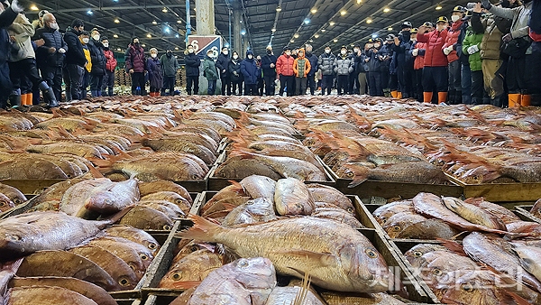 제주 해역에서 잡힌 참돔 2만6000여마리가 14일 부산 서구 부산공동어시장에서 경매를 통해 위판되고 있다. 사진 제공=부산공동어시장