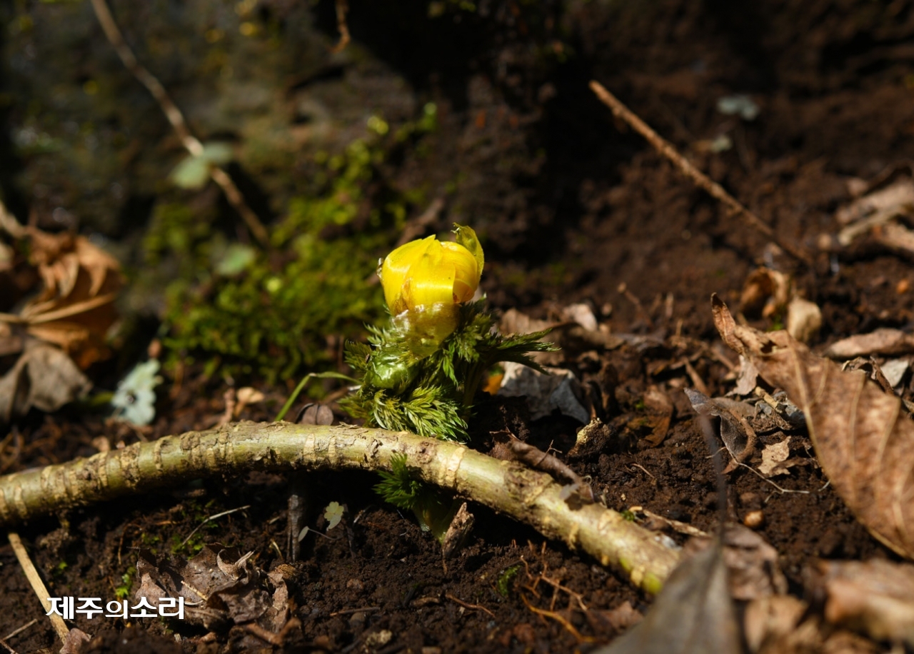 봄을 알리는 한라산 '세복수초'가 이달 중순 개화했다. / 사진 제공 = 산림청 국립산림과학원 난대·아열대산림연구소 ⓒ제주의소리