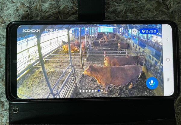 김순백 어르신은 자신의 농장에 사육 중인 소들의 컨디션을 언제 어디서든 휴대폰을 통해 CCTV 화면으로  확인하고 있다.   ⓒ 제주의소리